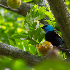 Stilpnia cyanicollis