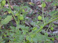 Physalis solanacea