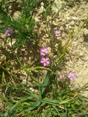 Spergula