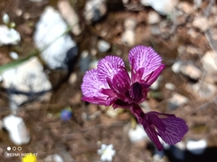Anacamptis papilionacea