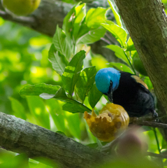 Stilpnia cyanicollis