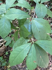 Aesculus parviflora