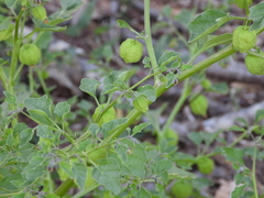 Physalis solanacea