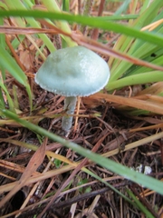Stropharia aeruginosa