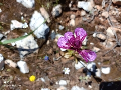 Anacamptis papilionacea