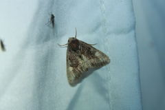 Euplexia benesimilis
