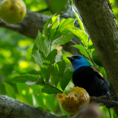 Stilpnia cyanicollis