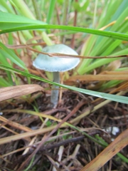 Stropharia aeruginosa