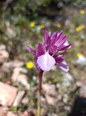 Anacamptis papilionacea