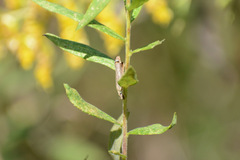 Agriphila vulgivagellus