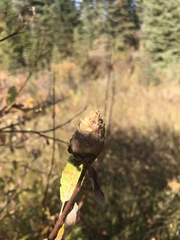 Rabdophaga strobiloides