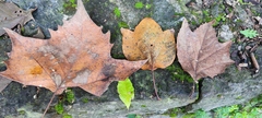 Platanus mexicana