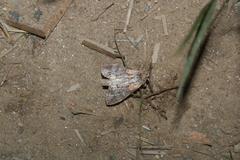 Dasylophia thyatiroides