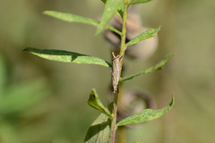 Agriphila vulgivagellus