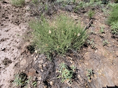 Salsola