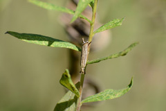 Agriphila vulgivagellus
