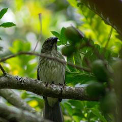 Saltator striatipectus