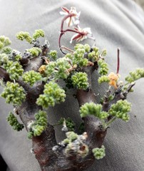 Pelargonium alternans alternans