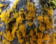 Trentepohlia aurea