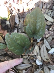 Smilax pumila