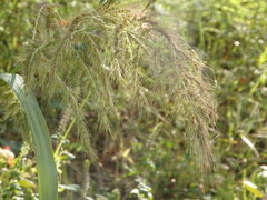 Echinochloa walteri
