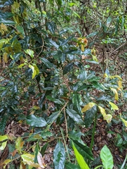 Cryptocarya macdonaldii