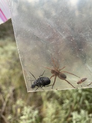 Lycosinae