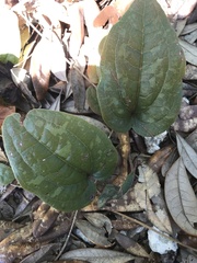 Smilax pumila