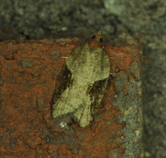 Acleris macdunnoughi