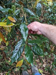 Cryptocarya macdonaldii