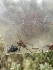 Lycosinae