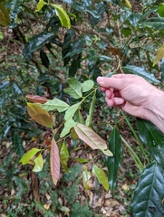 Cryptocarya macdonaldii