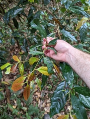 Cryptocarya macdonaldii