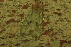 Lithophane patefacta