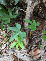 Diplocyclos palmatus