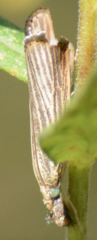 Agriphila vulgivagellus
