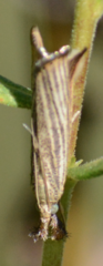 Agriphila vulgivagellus