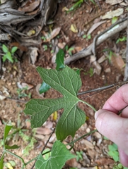 Diplocyclos palmatus