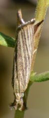 Agriphila vulgivagellus