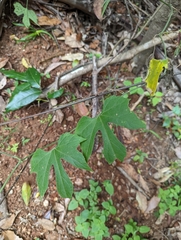 Diplocyclos palmatus