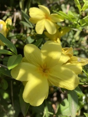 Jasminum mesnyi
