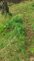 Asparagus falcatus