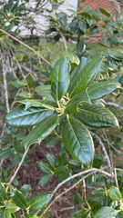 Ilex cornuta