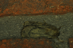 Ufeus satyricus