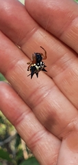 Austracantha minax
