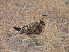 Pterocles alchata