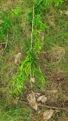 Asparagus falcatus