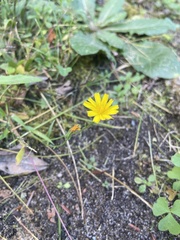 Crepis capillaris