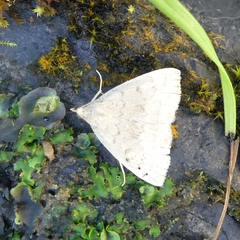 Zanclognatha jacchusalis