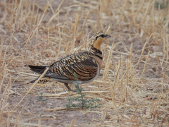 Pterocles alchata